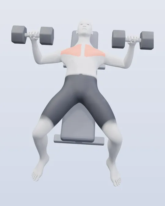 3D render of the dumbbell press, with the chest highlighted