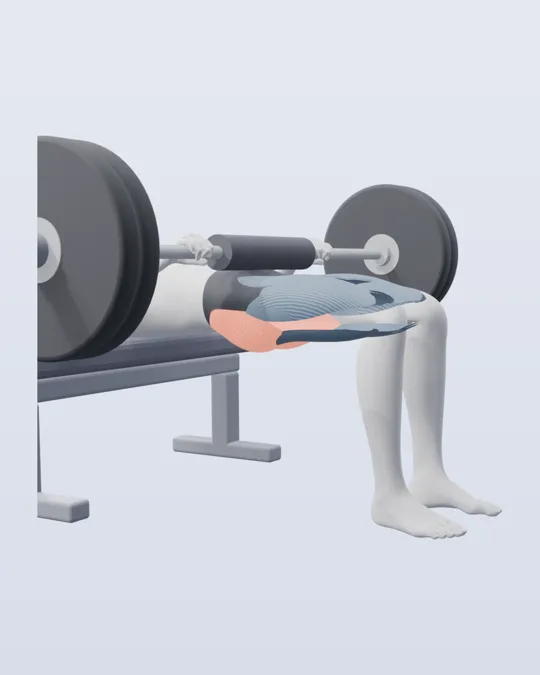 3D render of the hip thrust, with the glutes highlighted