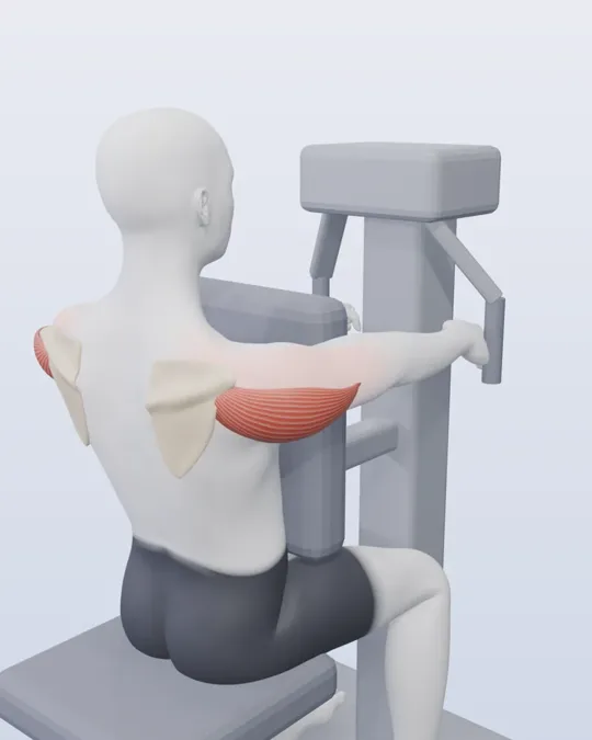 3D render of the rear delt fly, with the rear delts highlighted
