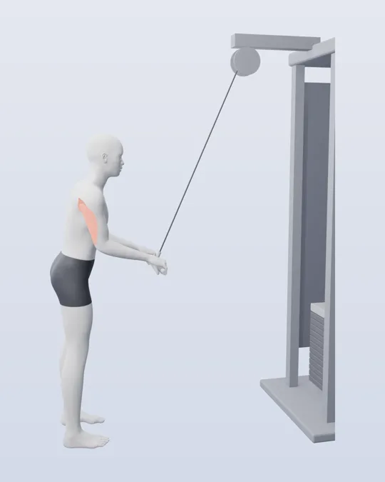 3D render of the triceps pushdown, with the triceps highlighted